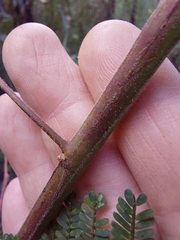 Acacia jonesii
