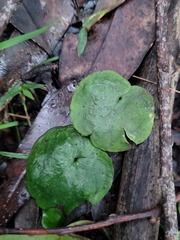 Cyrtostylis reniformis