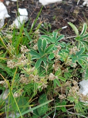 Alchemilla conjuncta