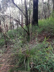 Xanthorrhoea gracilis
