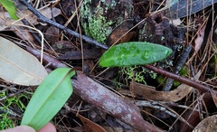 Cryptostylis subulata