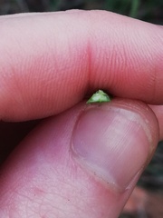 Xanthorrhoea gracilis