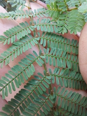 Acacia jonesii