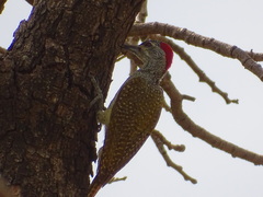Campethera punctuligera