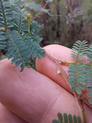 Acacia jonesii