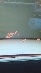 Desmopuntius pentazona