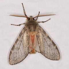 Pseudohemihyalea labecula