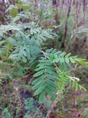 Acacia jonesii