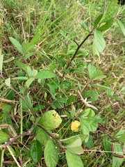 Sida rhombifolia