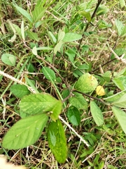 Sida rhombifolia