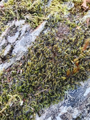 Grimmia decipiens