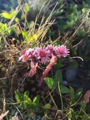 Sempervivum caucasicum