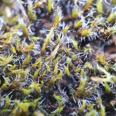 Grimmia decipiens