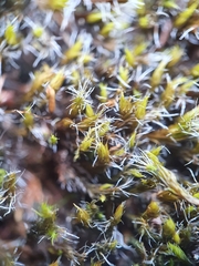 Grimmia decipiens
