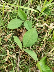 Magnoliopsida