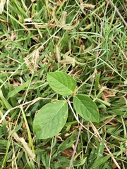 Magnoliopsida