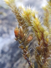 Hedwigia emodica