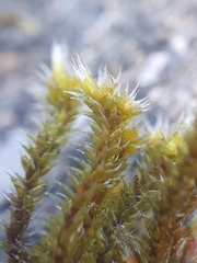 Hedwigia emodica