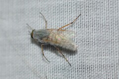 Pandivirilia albifrons