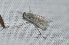 Pandivirilia albifrons