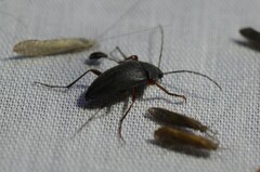 Androchirus erythropus