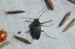 Androchirus erythropus