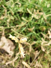 Dactyloctenium aegyptium