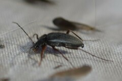 Androchirus erythropus