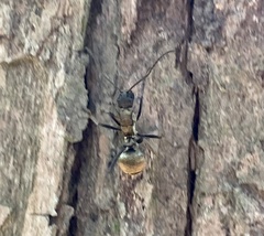 Polyrhachis militaris