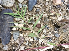 Cynodon dactylon