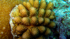 Acropora globiceps