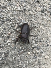 Lucanus capreolus