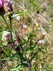 Centaurea oxylepis