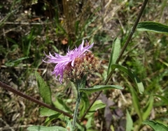 Centaurea oxylepis