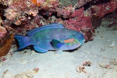 Chlorurus strongylocephalus