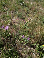 Centaurea oxylepis