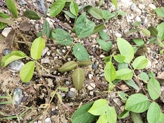 Magnoliopsida
