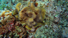 Goniastrea stelligera