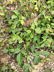 Magnoliopsida
