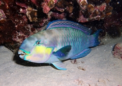 Chlorurus strongylocephalus