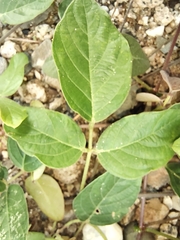 Magnoliopsida
