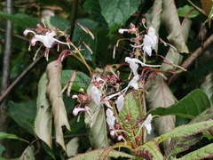 Impatiens radiata