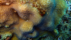 Goniastrea stelligera