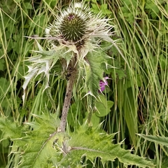 Cirsium verutum