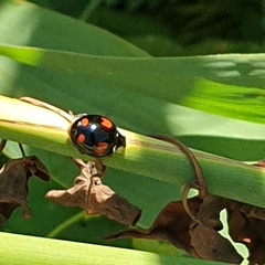 Harmonia axyridis