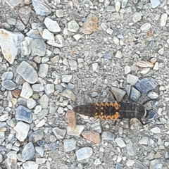 Harmonia axyridis