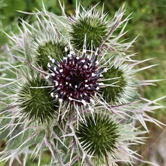 Cirsium verutum