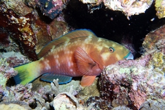 Chlorurus strongylocephalus