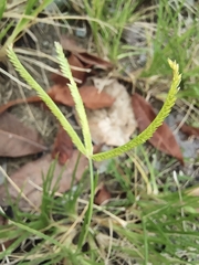 Dactyloctenium aegyptium