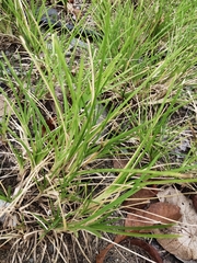 Dactyloctenium aegyptium